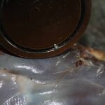 Detailfoto eines Jagdmagneten, der ein kleines Metallsplitterstück aus Wildbret zieht – ideal zum Auffinden von Schrot oder Metallresten.